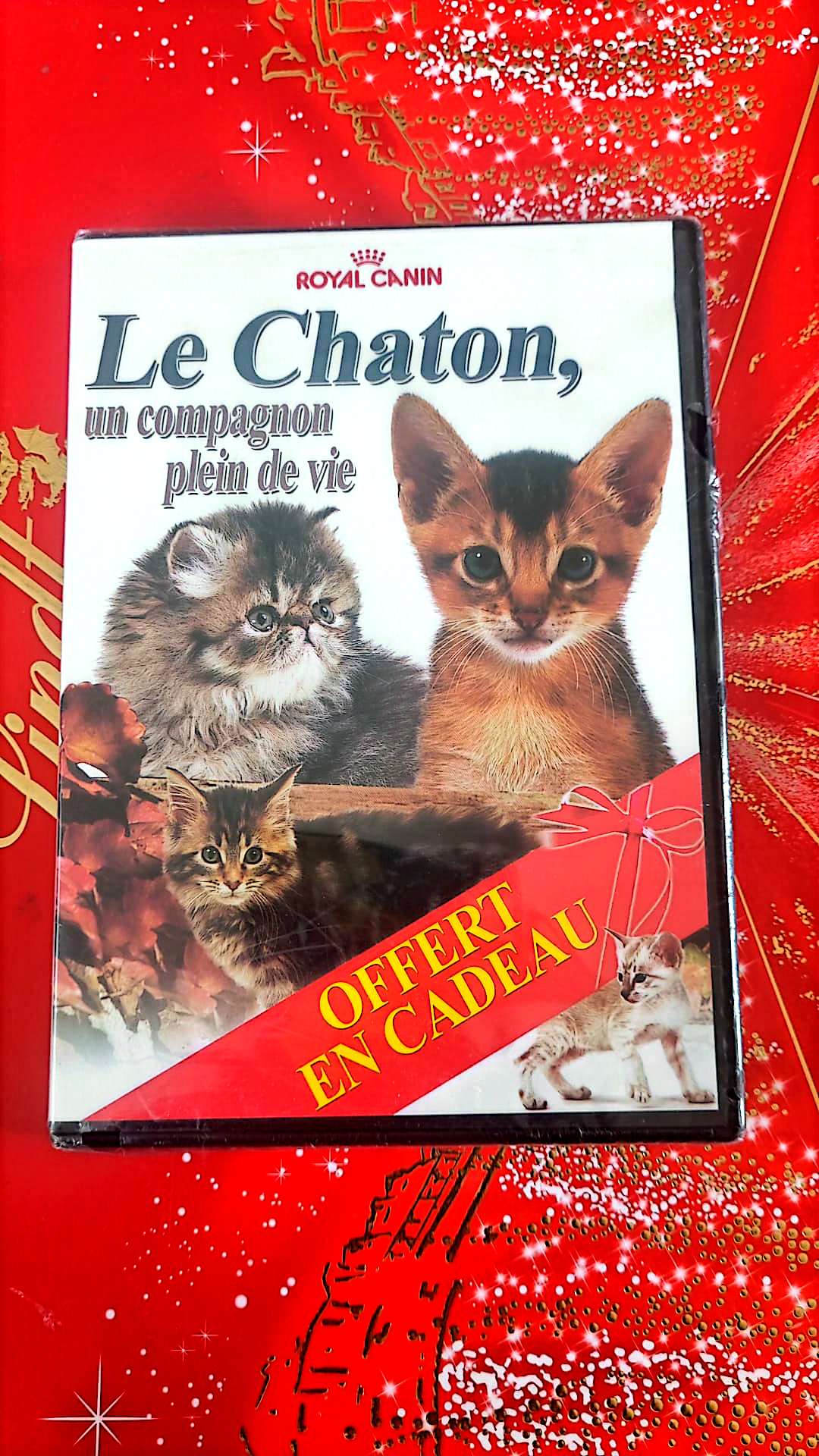 DVD : Le chaton,un compagnon plein de vie