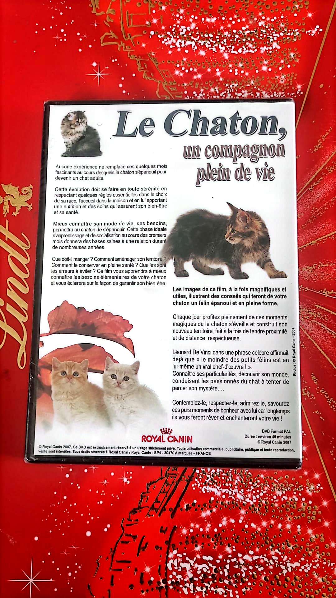 DVD : Le chaton,un compagnon plein de vie