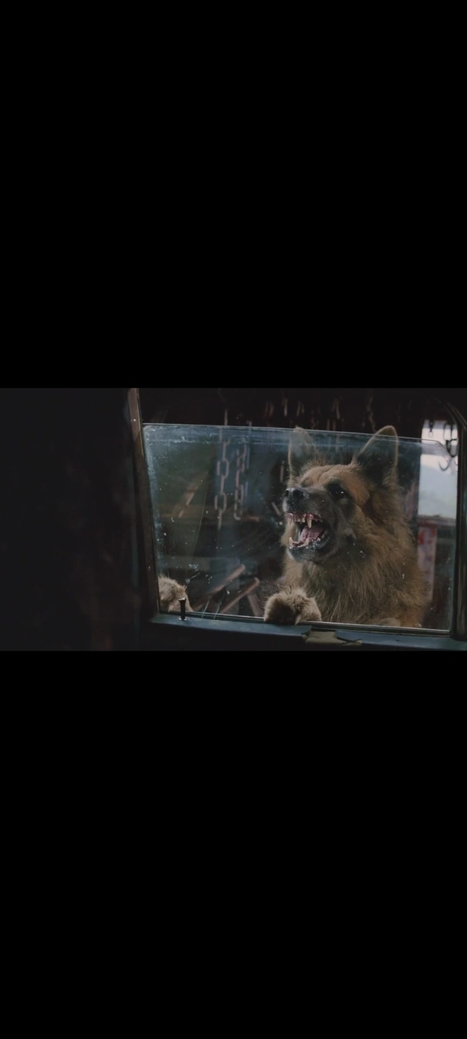 Dogs DVD Film Horreur Attaque Animale – Chiens Tueurs – Version Française PAL –