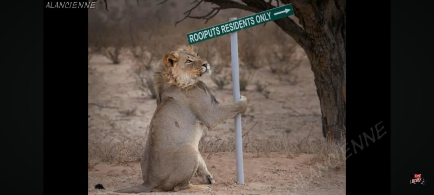 DVD : la faune en folie