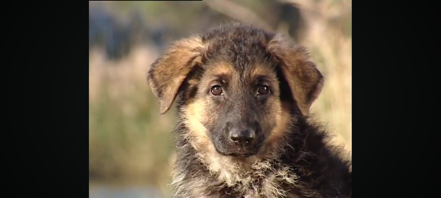 DVD : les chiots bien les connaître pour mieux vivre ensemble