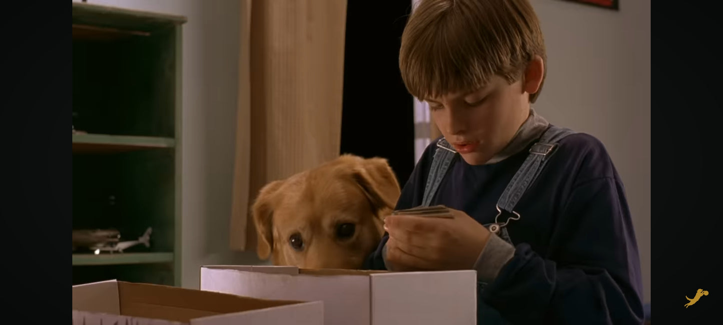 air bud : buddy star des paniers DVD vendu en Bon état Par blaspo