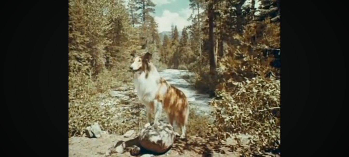 les aventures de lassie au voleur! le petit chien perdu DVD
