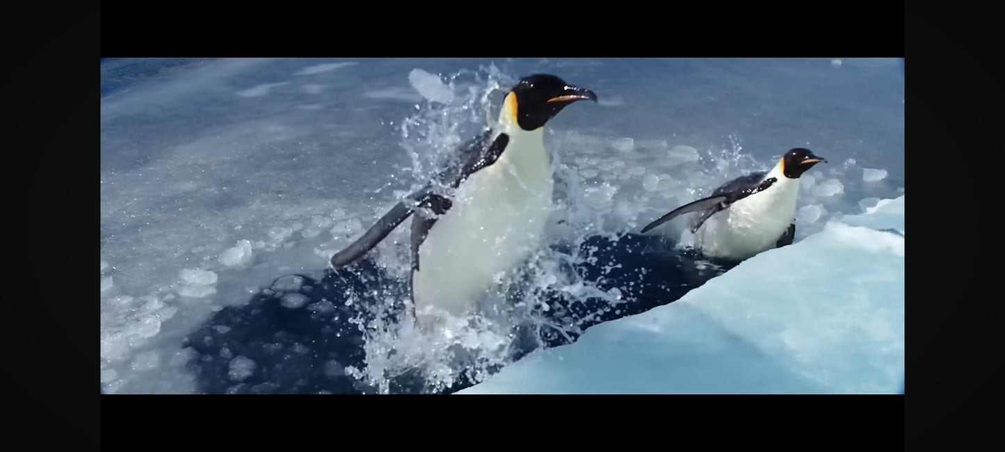 La marche de l'empereur DVD 'état Par