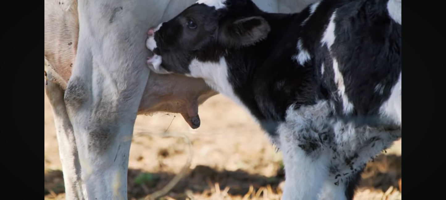 les bébés animaux DVD état Par