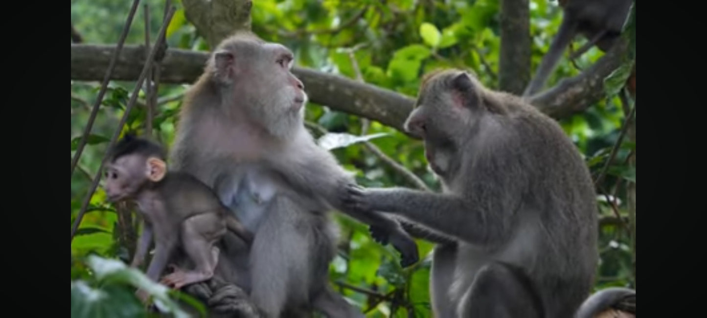 les bébés animaux DVD état Par