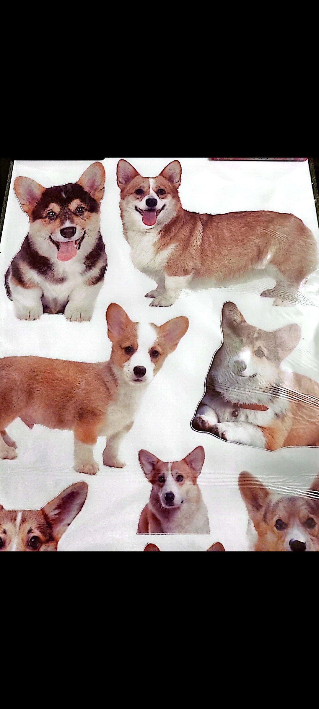 Stickers : Sticker mural Corgi – Chiens adorables – Grand format 90x60 cm – Décoration murale chambre, salon ou bureau – neuf 8