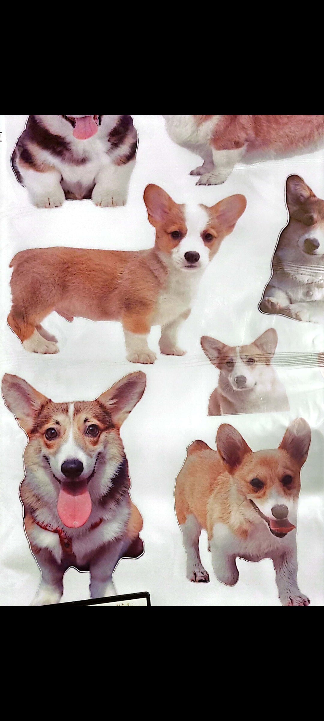 Stickers : Sticker mural Corgi – Chiens adorables – Grand format 90x60 cm – Décoration murale chambre, salon ou bureau – neuf 8