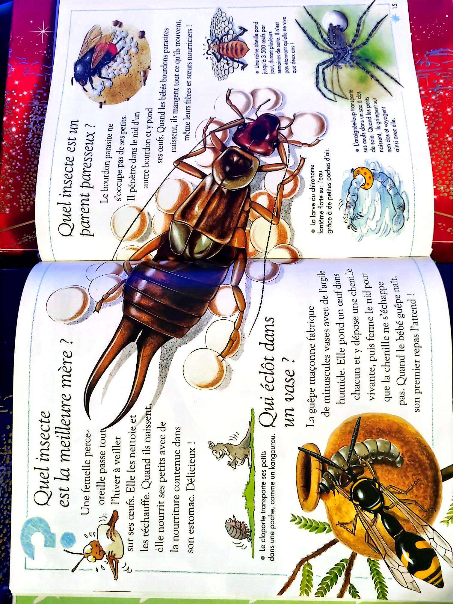 Questions – Réponses 6/9 ans – Insectes et autres petites bêtes | Livre enfant livre