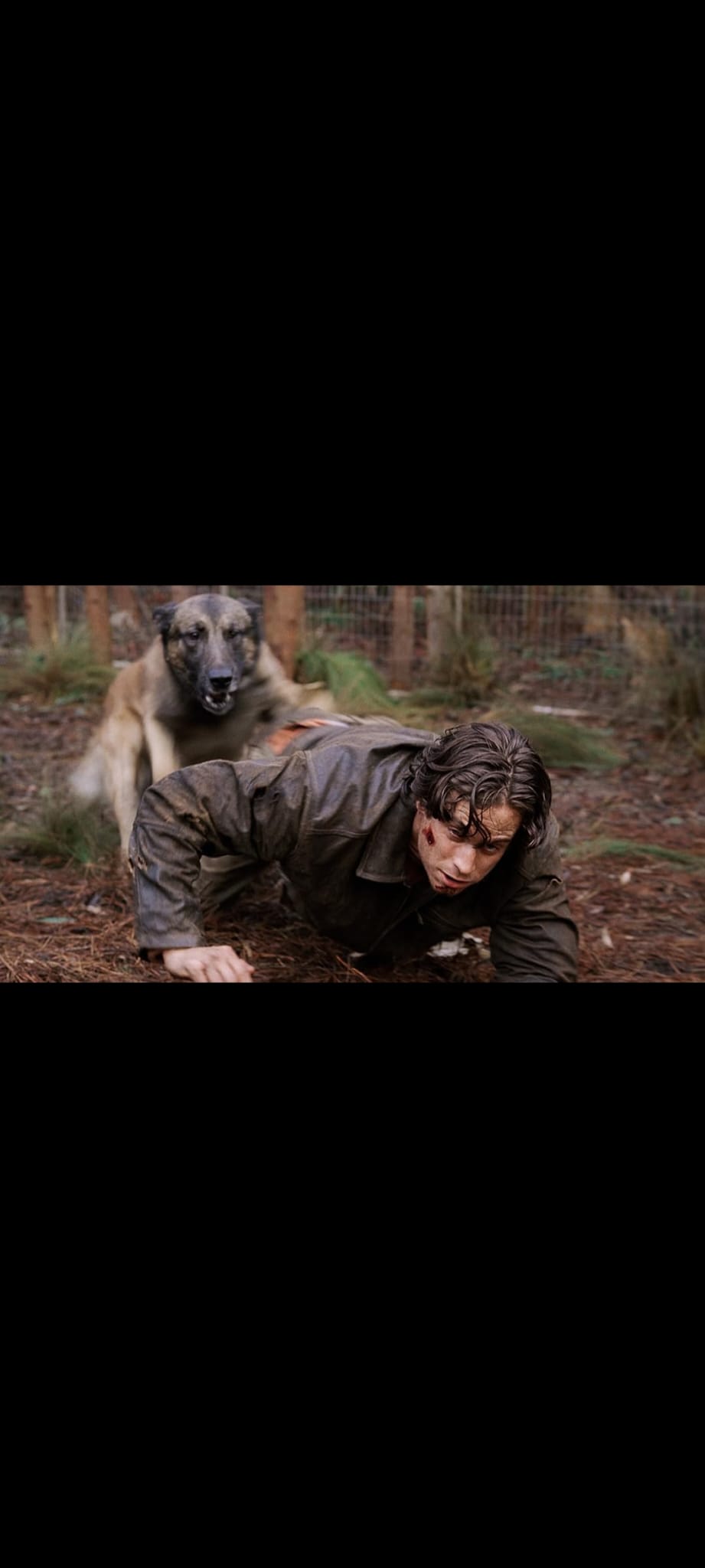 Dogs DVD Film Horreur Attaque Animale – Chiens Tueurs – Version Française PAL –