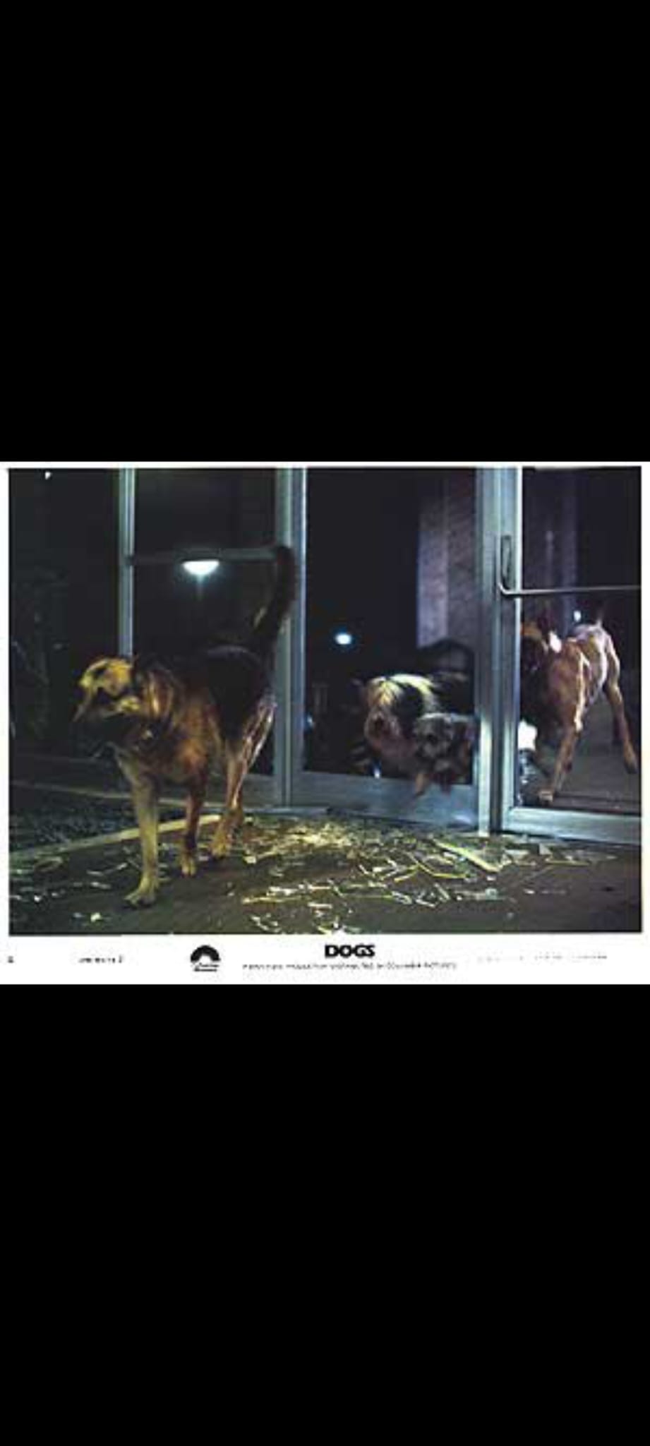 Dogs DVD Film Horreur Attaque Animale – Chiens Tueurs – Version Française PAL –