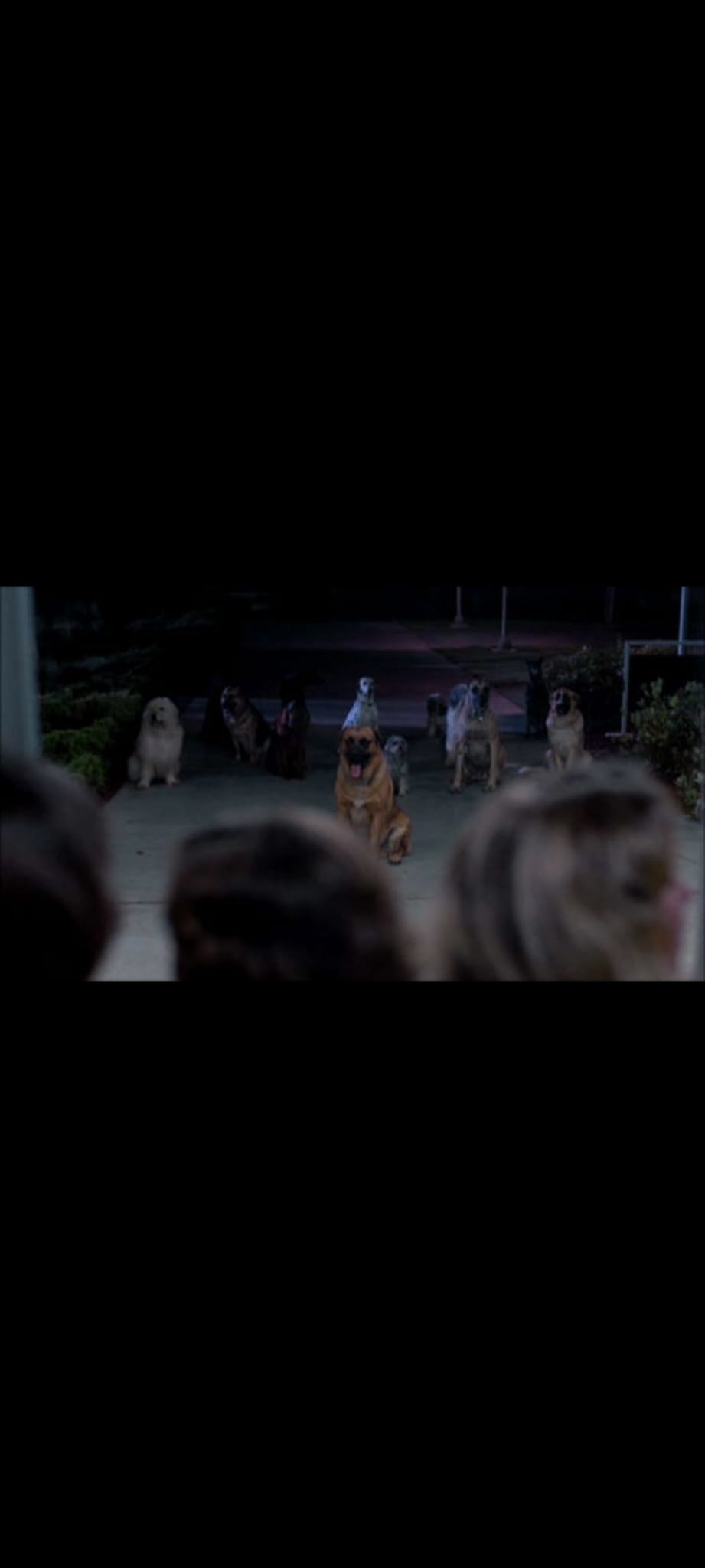 Dogs DVD Film Horreur Attaque Animale – Chiens Tueurs – Version Française PAL –