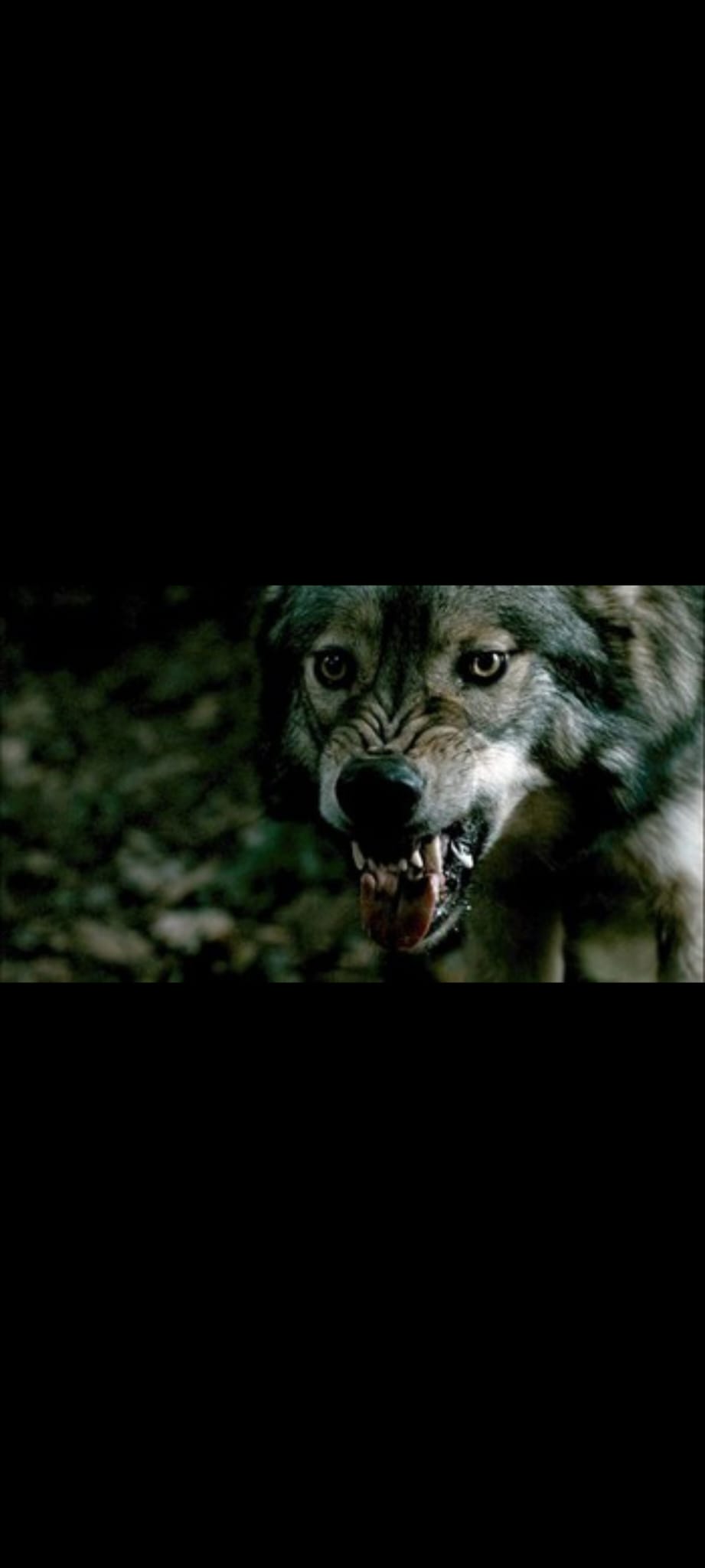 Le Goût du Sang DVD Film Fantastique Loup-Garou – Agnes Bruckner Olivier Martinez – Version Française Anglais PAL –
