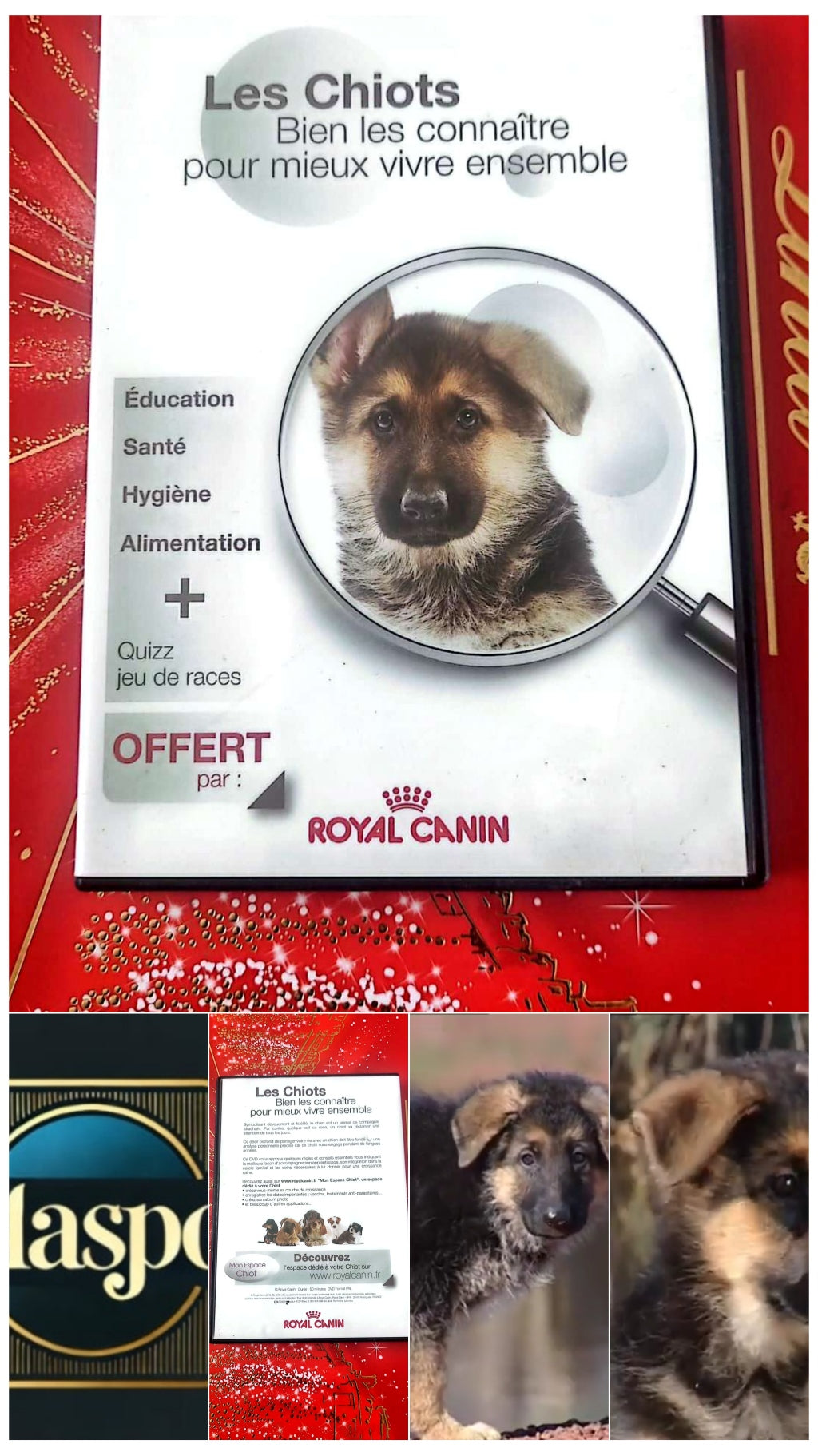 DVD les chiots bien les connaître pour mieux vivre ensemble