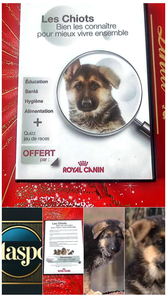 DVD les chiots bien les connaître pour mieux vivre ensemble