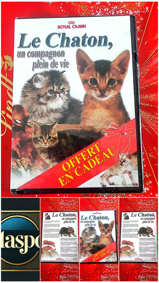 DVD : Le chaton,un compagnon plein de vie