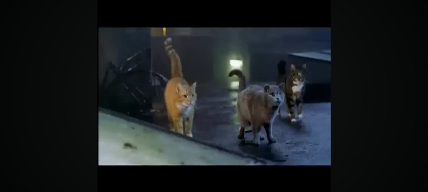 DVD : Minoes DVD-ROM