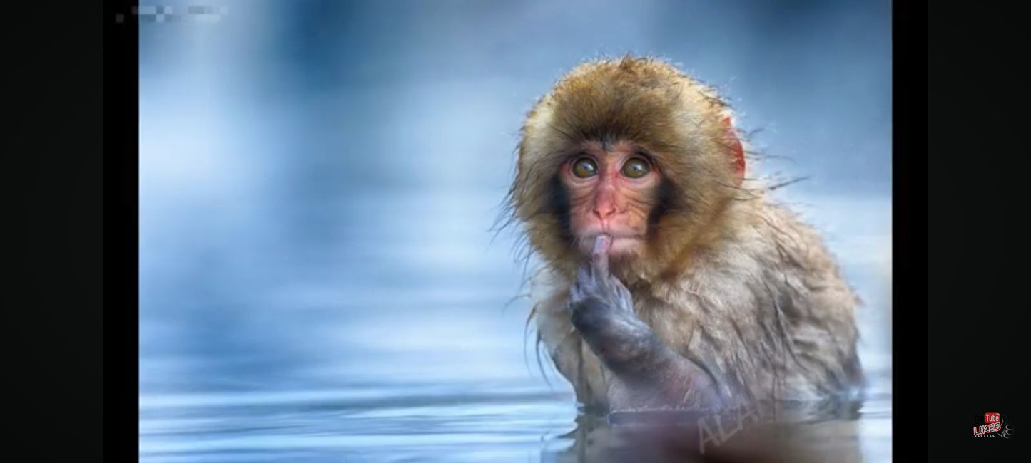 DVD : la faune en folie