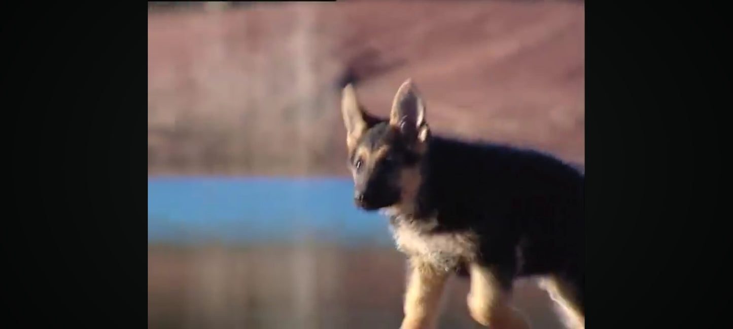 DVD : les chiots bien les connaître pour mieux vivre ensemble