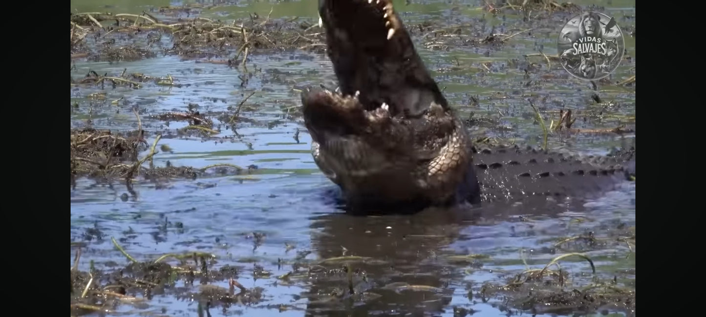 DVD : okavango paradis sauvage