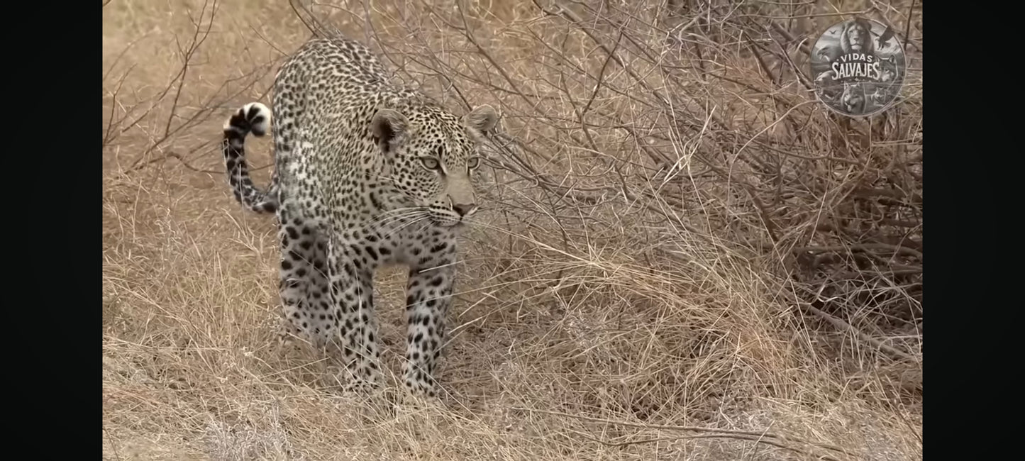 DVD : okavango paradis sauvage