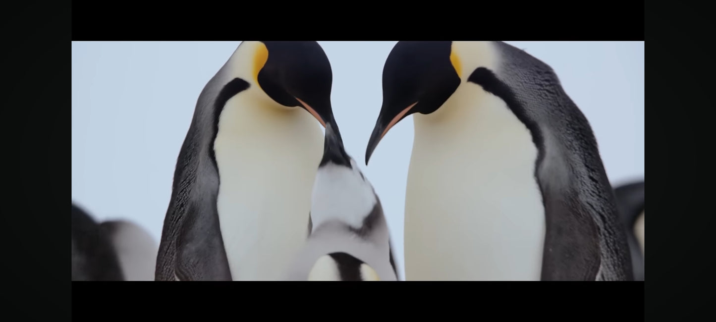 La marche de l'empereur DVD 'état Par