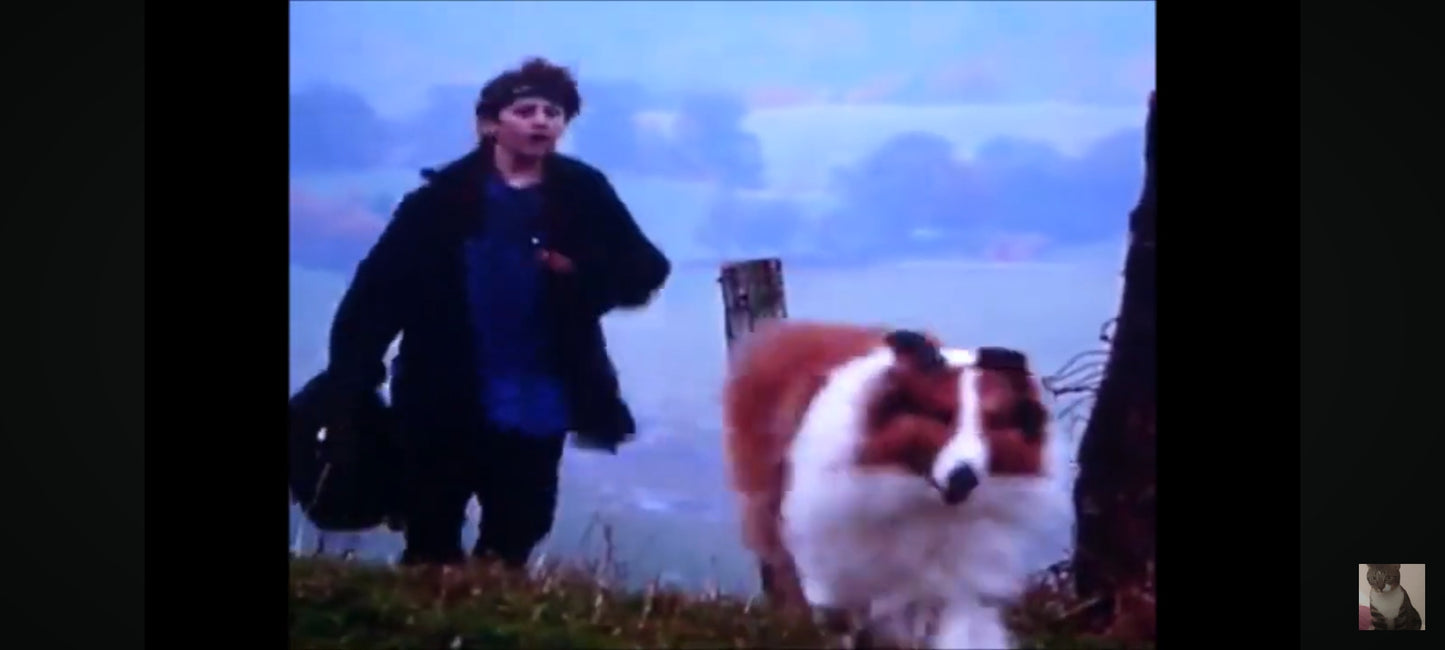 DVD LASSIE DES AMIS POUR LA VIE