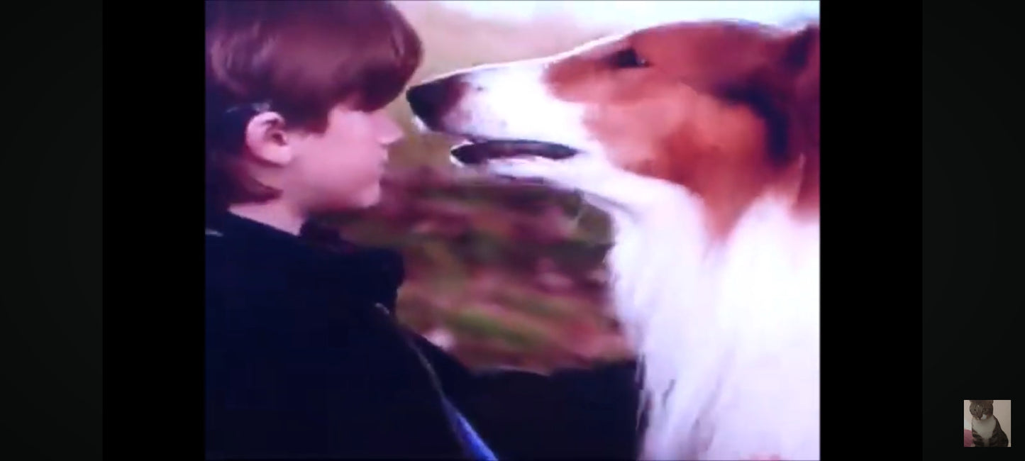 DVD LASSIE DES AMIS POUR LA VIE