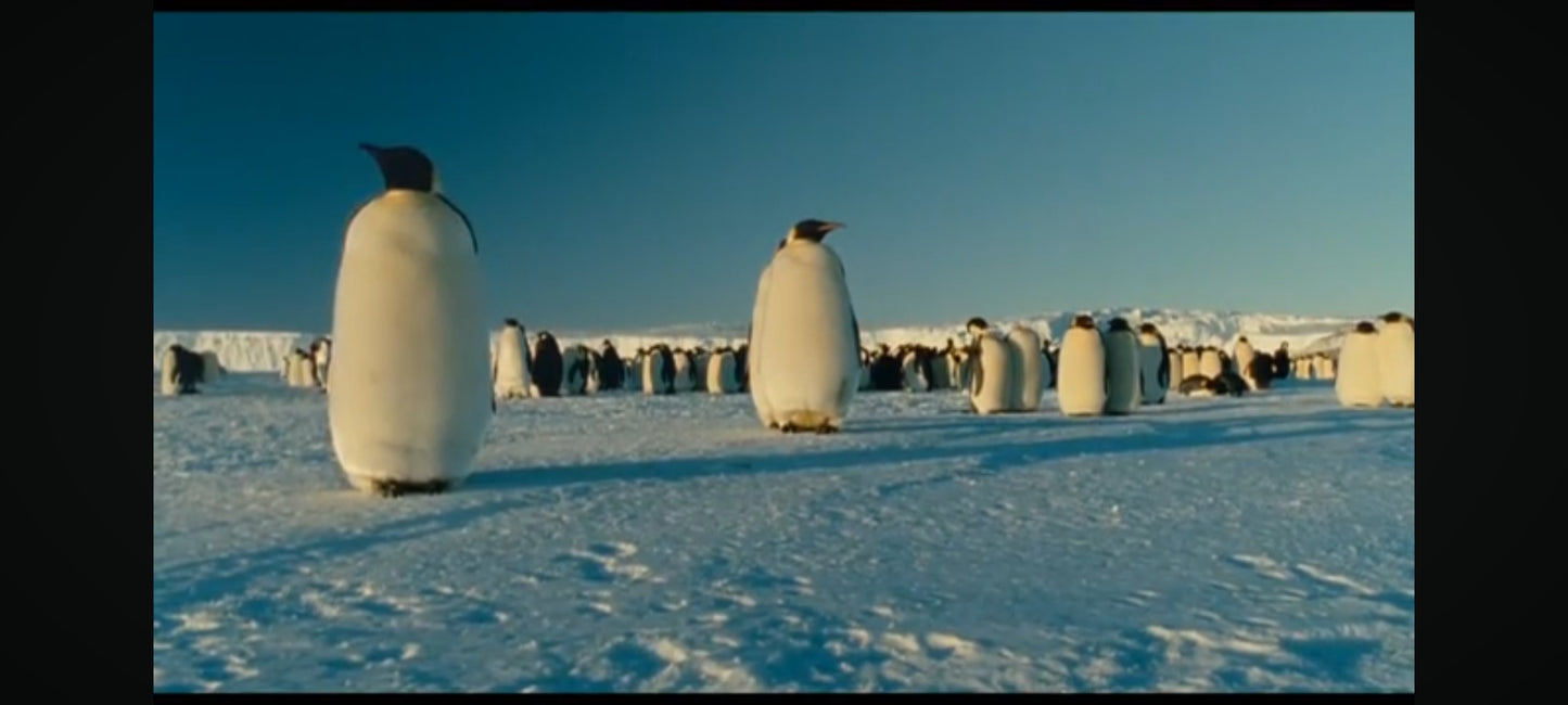 DVD la marche de l'empereur