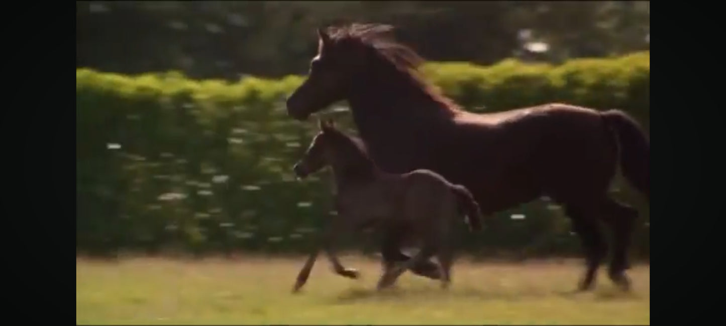 DVD les aventures de prince noir " la plus merveilleuse aventure entre l'homme et le cheval saison 2 épisode 13