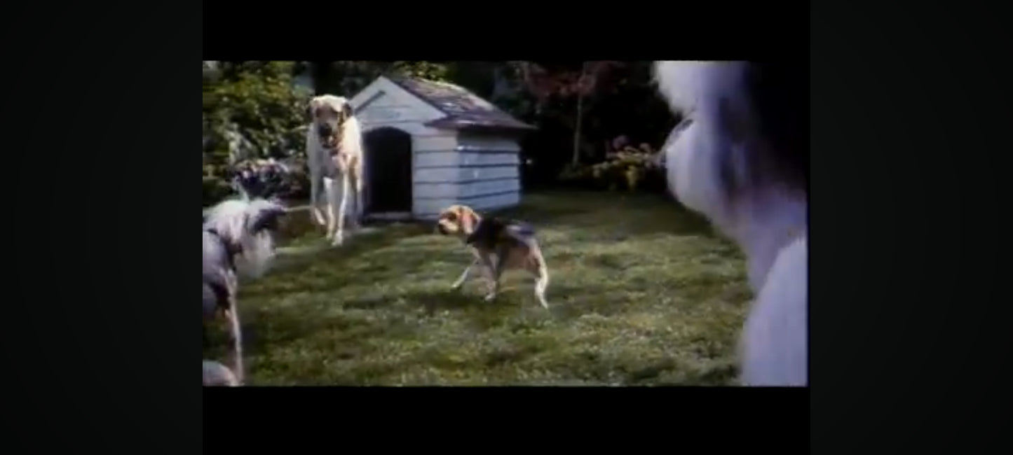 DVD comme chien et chat film complet en francais