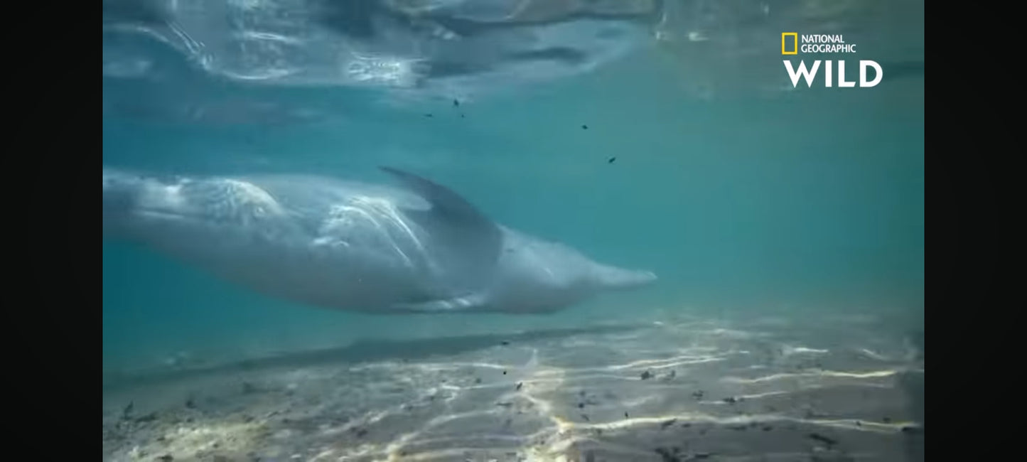 DVD National geographic Dauphins les danseurs de l'océan