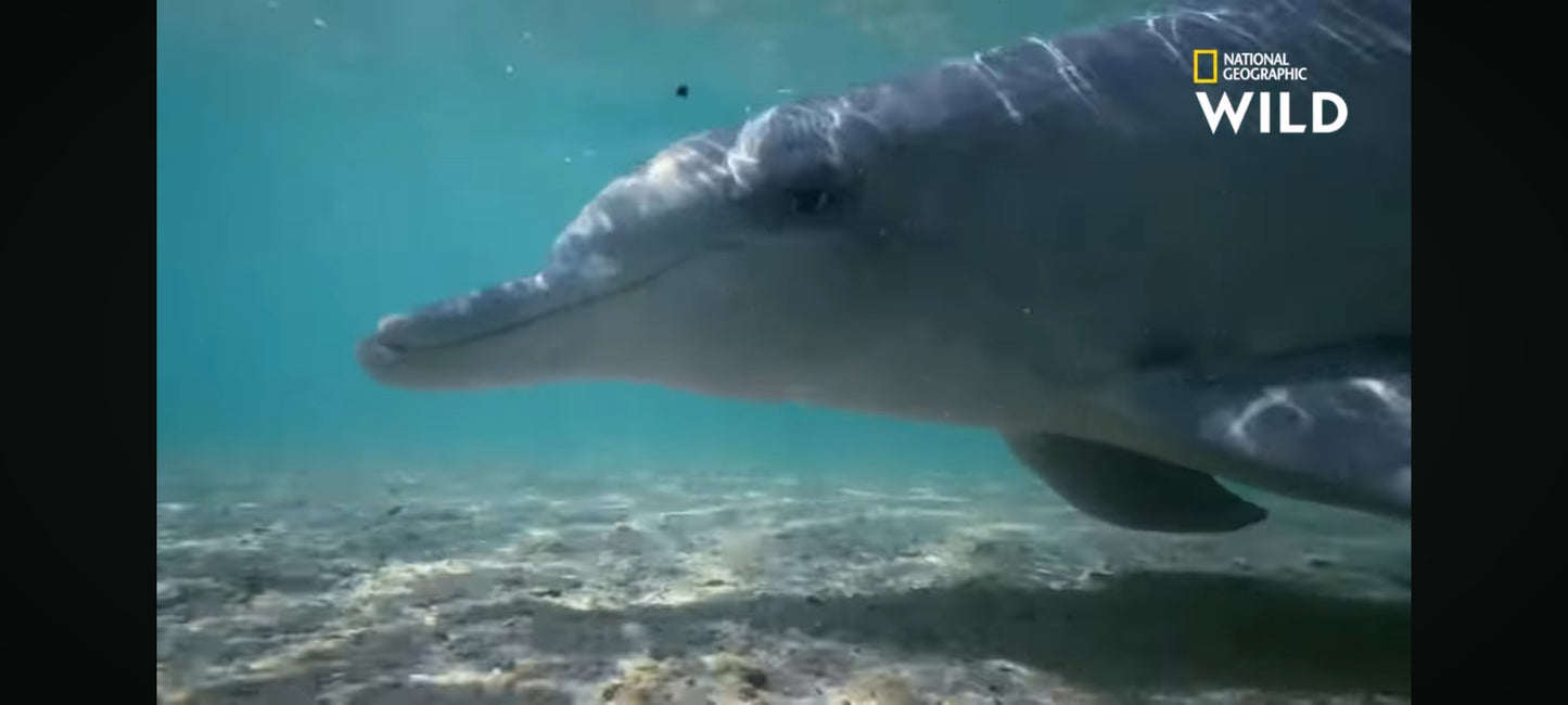 DVD National geographic Dauphins les danseurs de l'océan