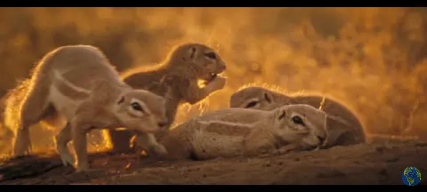 Dvd La Famille Suricate