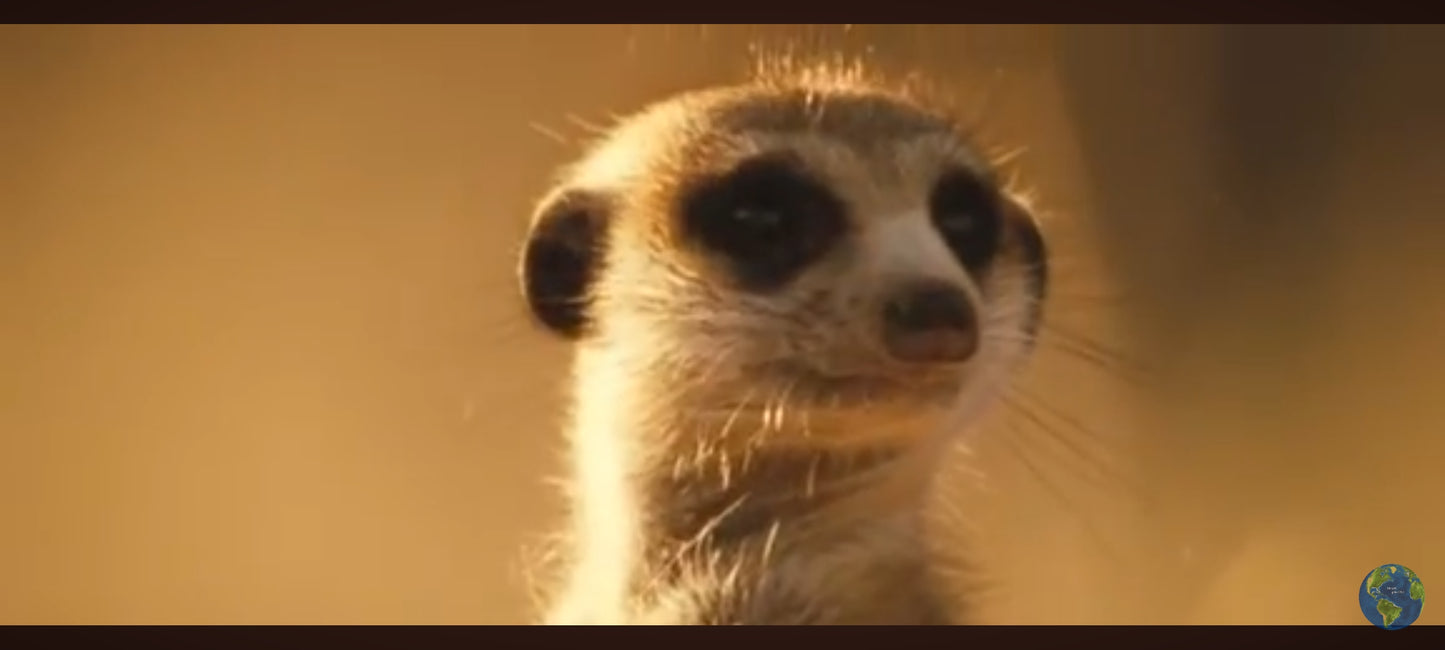 Dvd La Famille Suricate