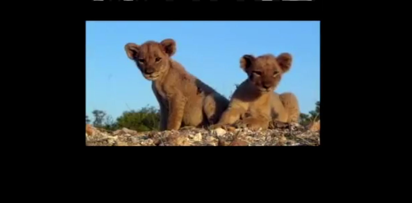 DVD le clan des rois