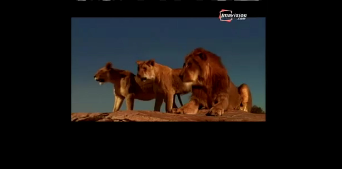 DVD le clan des rois