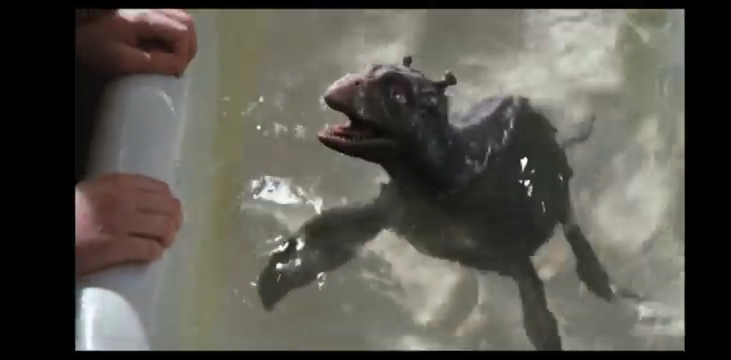 DVD le dragon des mers