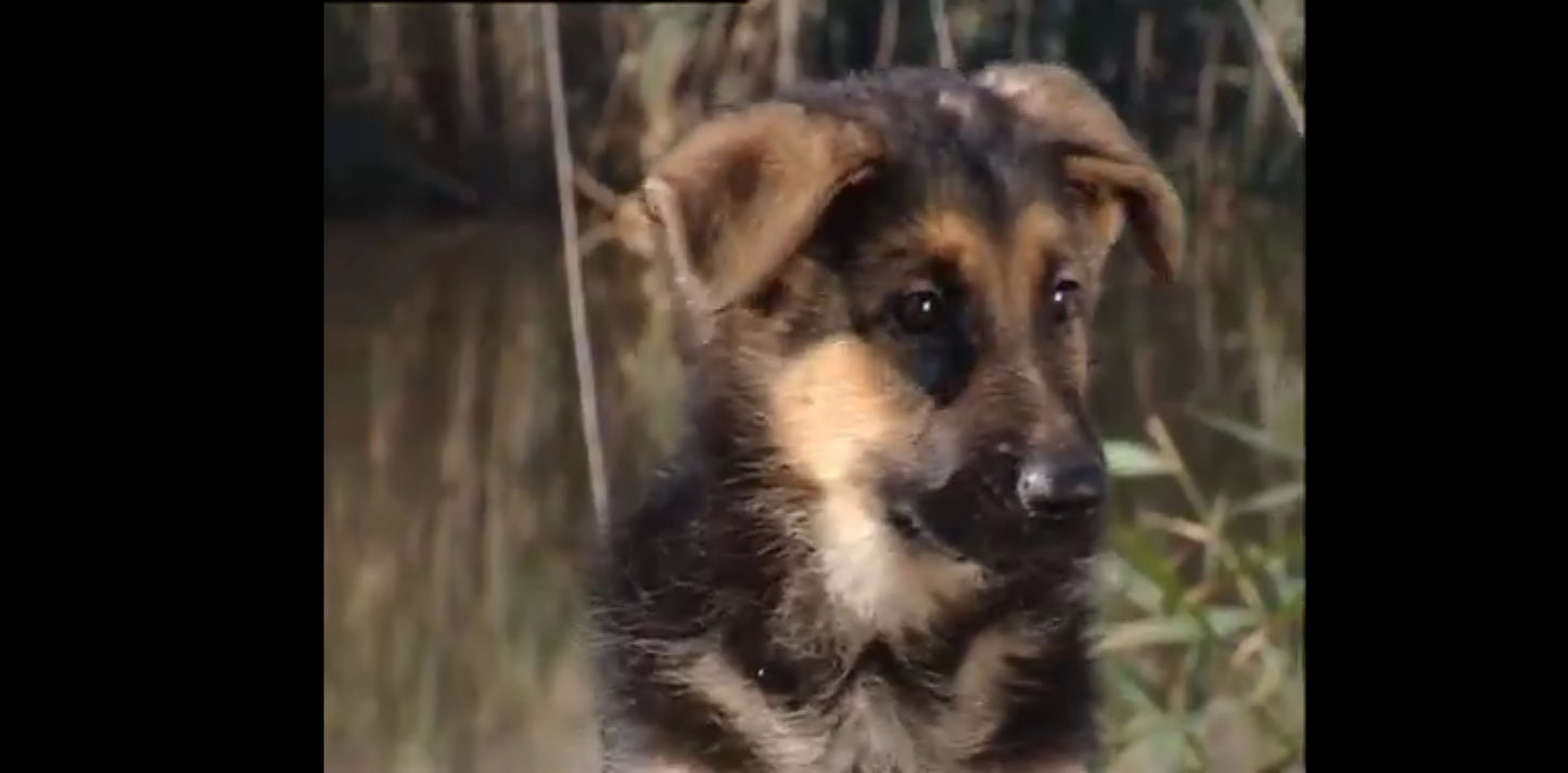 DVD les chiots bien les connaître pour mieux vivre ensemble