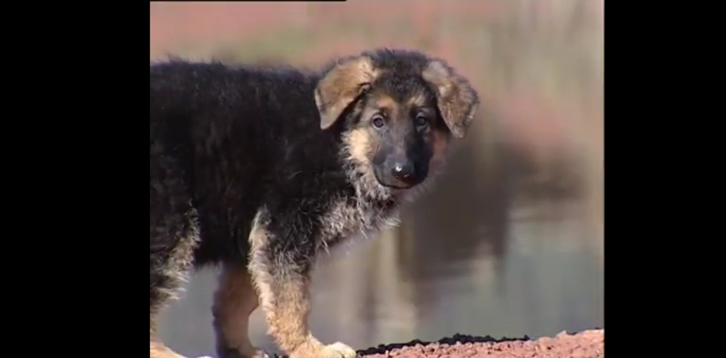 DVD les chiots bien les connaître pour mieux vivre ensemble