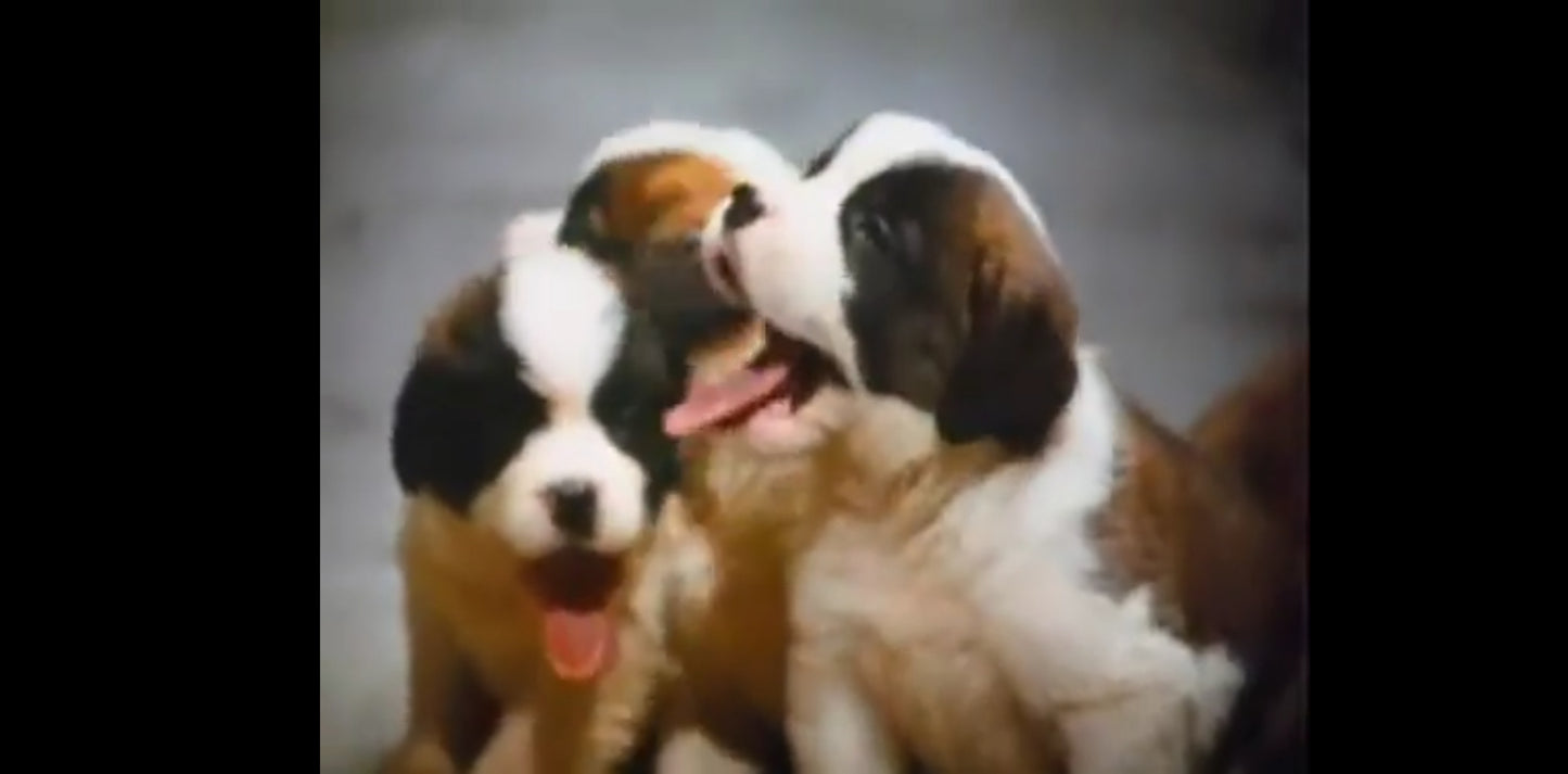 DVD Charles Grodin Beethoven 2