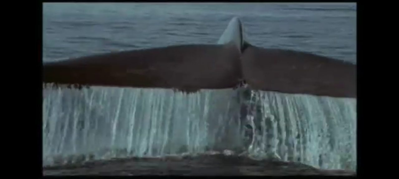 DVD la planète bleue