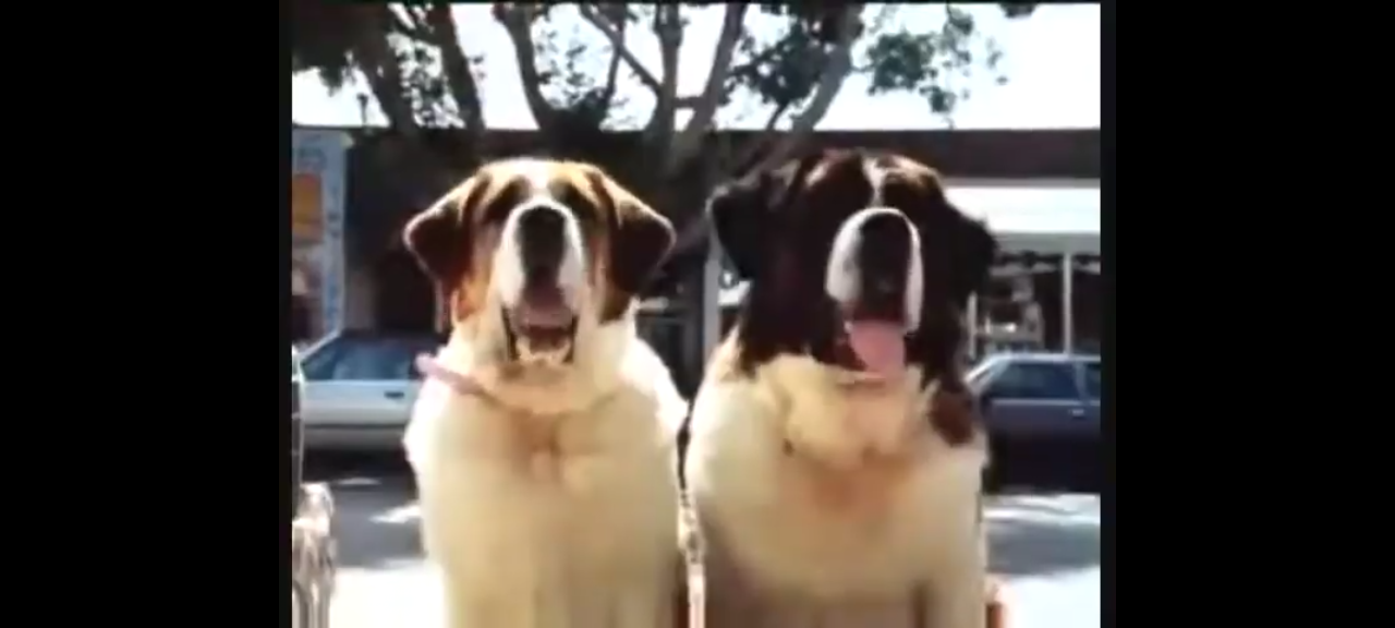 dvd charles grodin beethoven 2