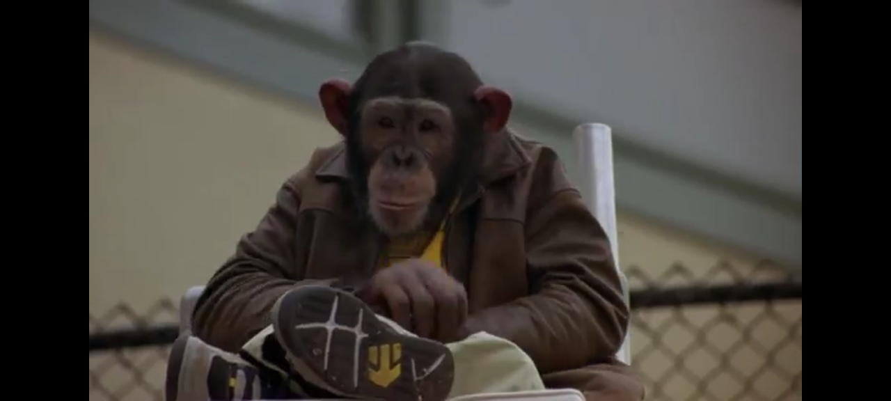 dvd le roi du skate jack the champion