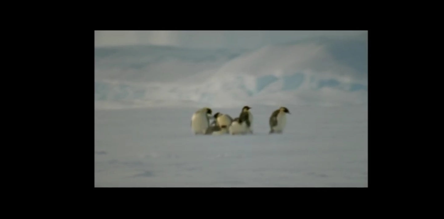 DVD la marche de l'empereur