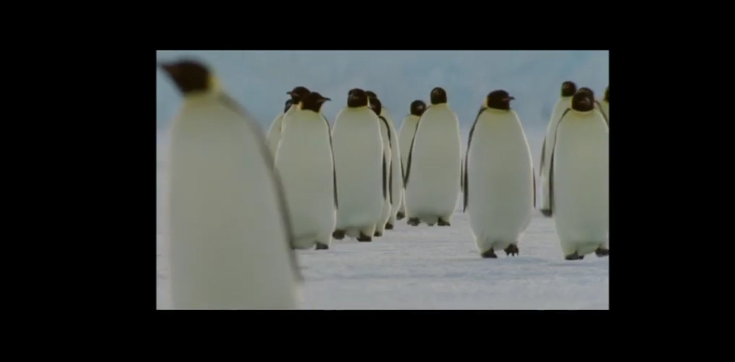 DVD la marche de l'empereur