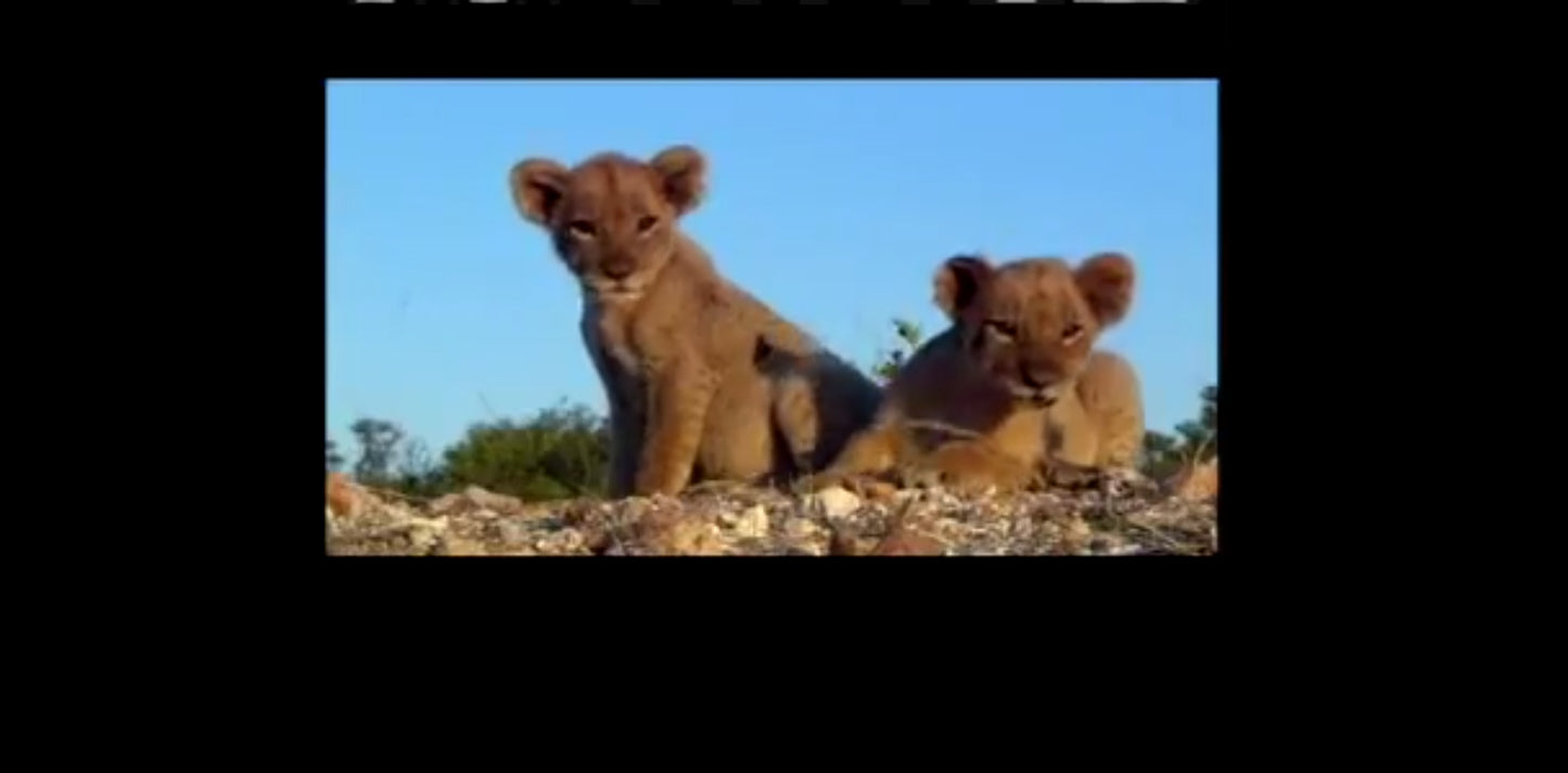 DVD le clan des rois