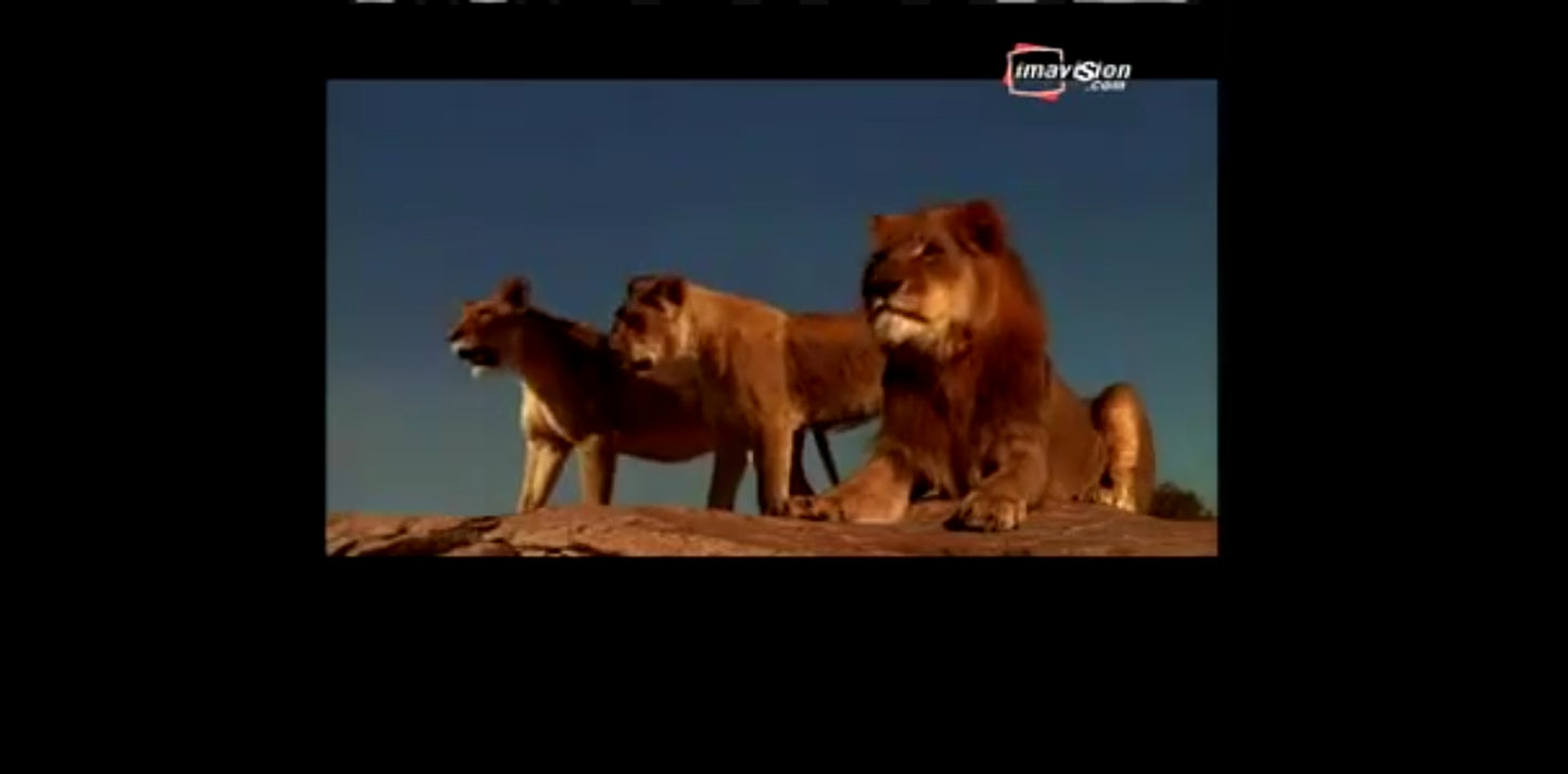 DVD le clan des rois