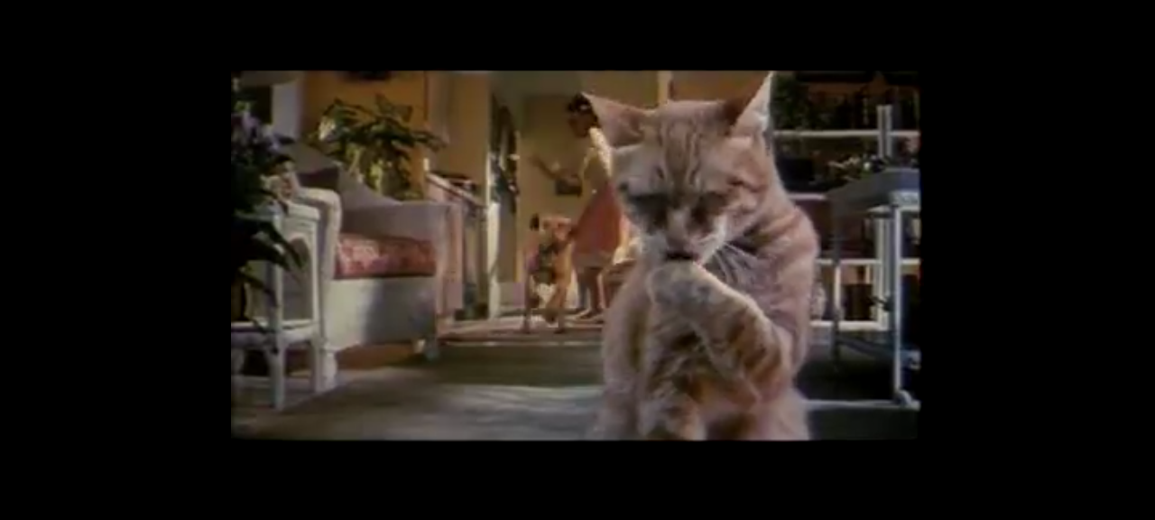 dvd Comme Chiens Et Chats