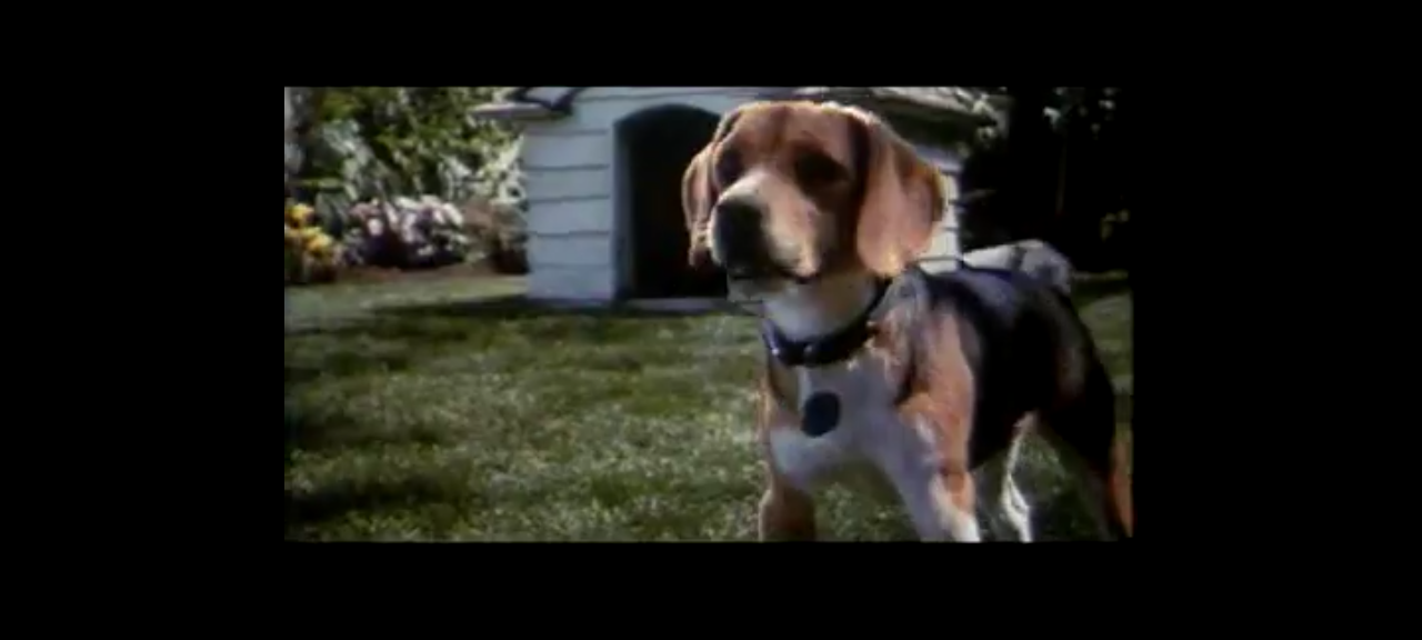 dvd Comme Chiens Et Chats